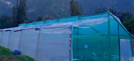 Kallpa GreenZ combina hidroponía y tecnología verde, con invernaderos automatizados para asegurar la seguridad alimentaria